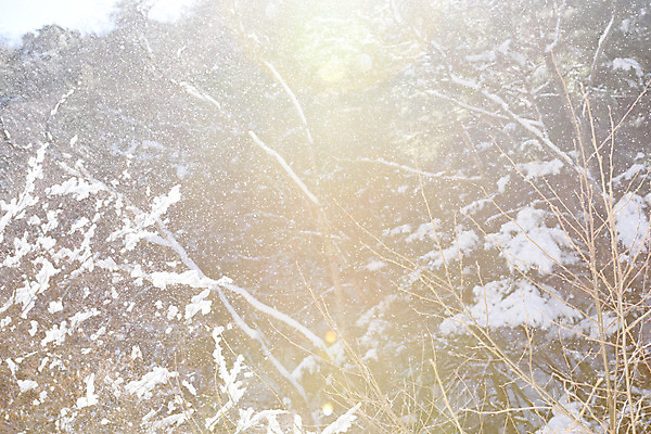 포토 JPG 주간 나무 식물 해외풍경 계절 아시아 겨울 자연 풍경 사람없음 야외 일본 눈 눈발 겨울풍경 국내포토 자연요소 해외 나라 날씨 눈_날씨 생태계 파일형식