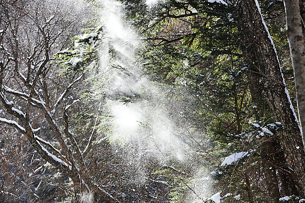 포토 JPG 주간 나무 식물 해외풍경 계절 아시아 겨울 자연 날리기 풍경 사람없음 야외 일본 눈 눈발 겨울풍경 국내포토 자연요소 해외 나라 모션 날씨 눈_날씨 생태계 파일형식