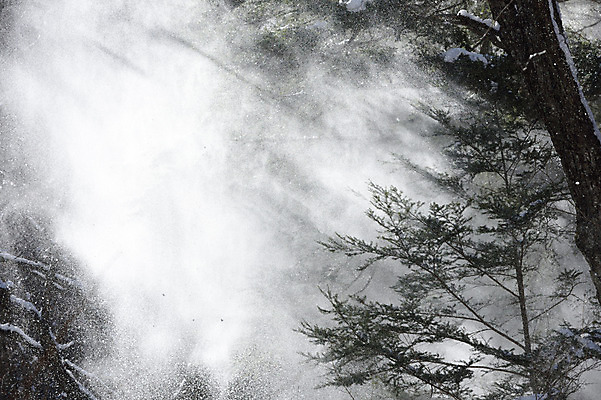 포토 JPG 주간 나무 식물 해외풍경 계절 아시아 겨울 자연 날리기 풍경 사람없음 야외 일본 눈 눈발 겨울풍경 국내포토 자연요소 해외 나라 모션 날씨 눈_날씨 생태계 파일형식