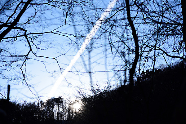 포토 JPG 주간 나무 식물 구름 해외풍경 실루엣 아시아 자연 하늘 풍경 사람없음 야외 태양 일출 일본 국내포토 자연요소 해외 나라 촬영기법 노을 생태계 파일형식