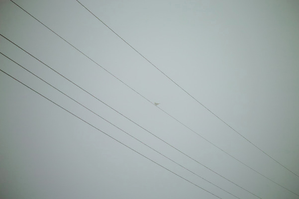 포토 JPG 주간 백그라운드 자연 하늘 날씨 풍경 사람없음 야외 전선 안개 국내포토 자연요소 생태계 파일형식