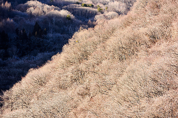 포토 JPG 주간 나무 식물 해외풍경 계절 아시아 겨울 자연 풍경 사람없음 야외 일본 숲 겨울풍경 국내포토 자연요소 해외 나라 생태계 파일형식