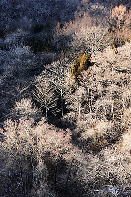 포토 JPG 주간 나무 식물 해외풍경 계절 아시아 겨울 자연 풍경 사람없음 야외 일본 눈 숲 겨울풍경 국내포토 자연요소 해외 나라 날씨 생태계 파일형식