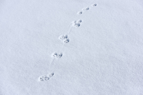 포토 JPG 주간 계절 백그라운드 겨울 자연 풍경 사람없음 야외 눈 개 발자국 개발자국 겨울풍경 국내포토 자연요소 포유류 자국 날씨 생태계 파일형식