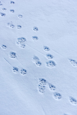 포토 JPG 주간 계절 백그라운드 겨울 자연 풍경 사람없음 야외 눈 개 발자국 개발자국 겨울풍경 국내포토 자연요소 포유류 자국 날씨 생태계 파일형식