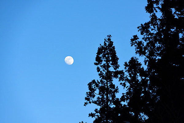 포토 JPG 주간 나무 식물 실루엣 자연 하늘 풍경 사람없음 야외 달 국내포토 자연요소 촬영기법 생태계 파일형식