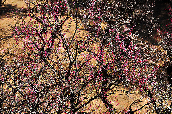 포토 JPG 주간 나무 식물 계절 꽃 봄꽃 자연 풍경 사람없음 야외 봄풍경 봄 나뭇가지 매화 국내포토 자연요소 생태계 파일형식