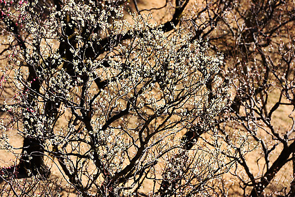 포토 JPG 주간 나무 식물 계절 꽃 봄꽃 자연 풍경 사람없음 야외 아웃포커스 봄풍경 봄 나뭇가지 매화 국내포토 자연요소 촬영기법 생태계 파일형식