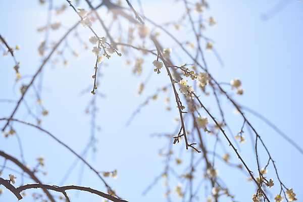 포토 JPG 주간 나무 식물 계절 꽃 자연 꽃나무 사람없음 야외 아웃포커스 햇빛 봄풍경 봄 나뭇가지 매화 국내포토 자연요소 촬영기법 풍경 태양 생태계 파일형식