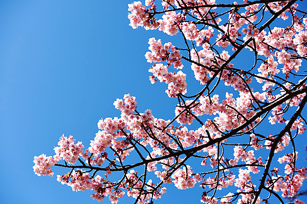 포토 JPG 주간 나무 식물 계절 꽃 분홍색 컬러 자연 하늘 꽃나무 풍경 사람없음 야외 봄풍경 봄 나뭇가지 매화 국내포토 자연요소 생태계 파일형식