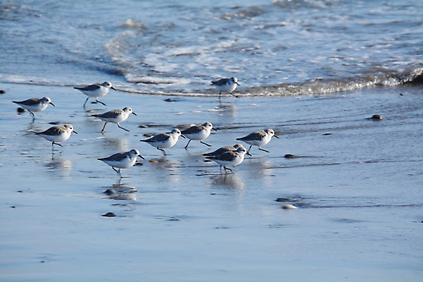 포토 JPG 주간 동물 야생동물 파도 바다 여러마리 자연 갈매기 조류 풍경 해변 사람없음 야외 국내포토 자연요소 다수 생태계 파일형식