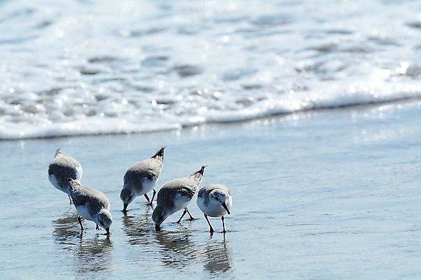 포토 JPG 주간 동물 야생동물 파도 바다 여러마리 자연 갈매기 조류 풍경 해변 사람없음 야외 아웃포커스 먹기 국내포토 자연요소 다수 모션 촬영기법 생태계 파일형식