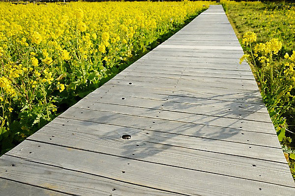 포토 JPG 주간 식물 꽃 길 여러송이 꽃밭 자연 풍경 사람없음 야외 노란색 원근감 나무다리 국내포토 자연요소 뷰포인트 컬러 다수 다리_건축물 생태계 파일형식