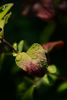 포토 JPG 주간 식물 잎 자연 나뭇잎 근접촬영 사람없음 야외 아웃포커스 물 젖음 물방울 이슬 국내포토 자연요소 뷰포인트 촬영기법 생태계 파일형식