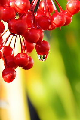 포토 JPG 주간 식물 열매 컬러 자연 근접촬영 사람없음 야외 아웃포커스 빨간색 촉촉함 물방울 이슬 국내포토 자연요소 뷰포인트 촬영기법 젖음 생태계 파일형식