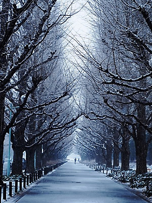 포토 JPG 주간 나무 식물 계절 길 겨울 자동차 자연 사람 풍경 야외 두명 산책로 원근감 눈 가로수 겨울풍경 국내포토 자연요소 육상교통 뷰포인트 날씨 생태계 파일형식