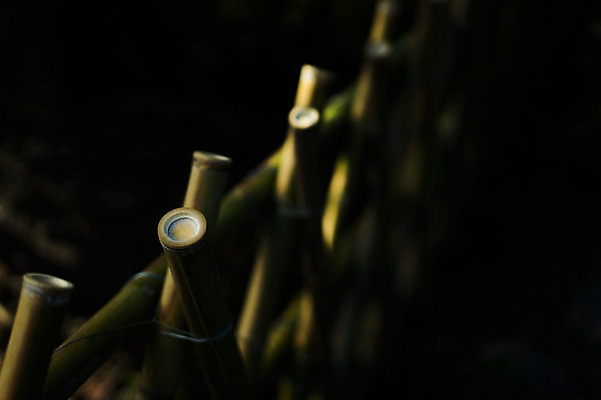 포토 JPG 주간 해외풍경 아시아 풍경 사람없음 야외 아웃포커스 일본 대나무 일본전통 국내포토 자연요소 나무 전통 해외 나라 촬영기법 파일형식