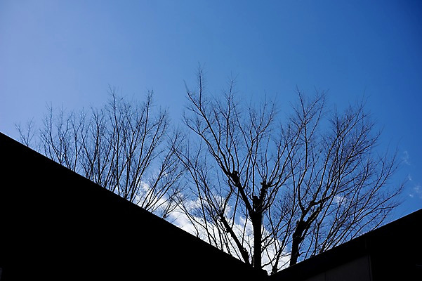 포토 JPG 주간 나무 식물 구름 실루엣 자연 하늘 풍경 사람없음 야외 나뭇가지 국내포토 자연요소 촬영기법 생태계 파일형식