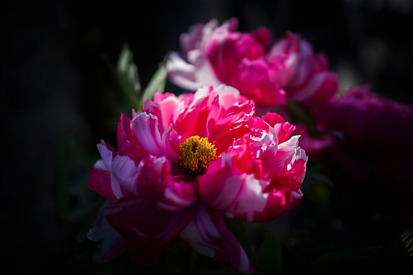 포토 JPG 식물 꽃 분홍색 컬러 근접촬영 사람없음 아웃포커스 국내포토 뷰포인트 촬영기법 파일형식