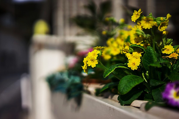 포토 JPG 식물 꽃 화분 벽 컬러 근접촬영 사람없음 아웃포커스 장식 노란색 국내포토 뷰포인트 촬영기법 파일형식