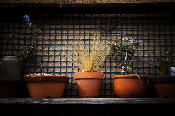 포토 JPG 식물 꽃 화분 벽 선반 사람없음 장식 풀 국내포토 가구 파일형식