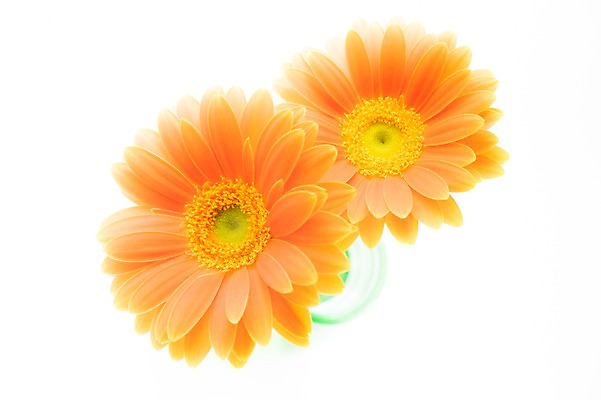 포토 JPG 식물 꽃 컬러 누끼 근접촬영 사람없음 장식 하이앵글 노란색 꽃병 병 두송이 국내포토 식기 뷰포인트 2 파일형식