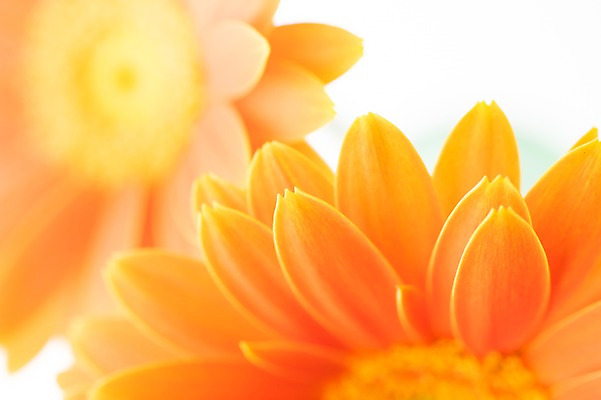 포토 JPG 식물 꽃잎 꽃 컬러 누끼 근접촬영 사람없음 아웃포커스 노란색 두송이 국내포토 뷰포인트 2 촬영기법 파일형식