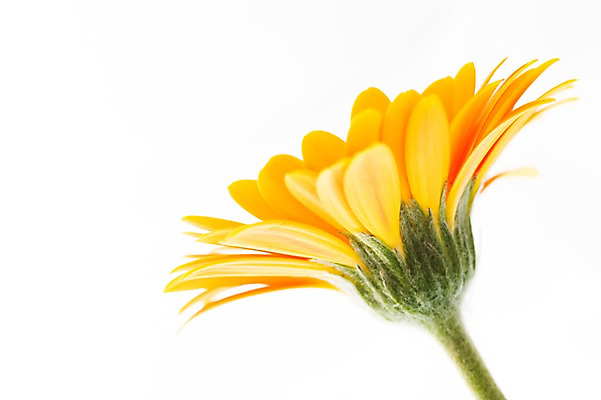 포토 JPG 식물 꽃 컬러 한송이 누끼 근접촬영 사람없음 노란색 국내포토 1 뷰포인트 송이 파일형식