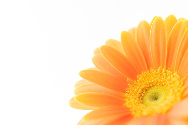 포토 JPG 식물 꽃잎 꽃 컬러 한송이 누끼 근접촬영 사람없음 노란색 국내포토 1 뷰포인트 송이 파일형식