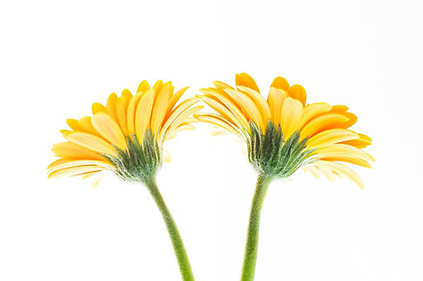 포토 JPG 식물 꽃 컬러 누끼 근접촬영 사람없음 노란색 두송이 국내포토 뷰포인트 2 파일형식