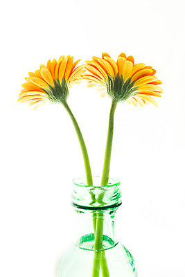 포토 JPG 식물 꽃 컬러 누끼 근접촬영 사람없음 장식 노란색 꽃병 병 두송이 국내포토 식기 뷰포인트 2 파일형식