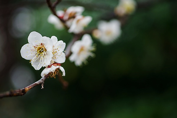 포토 JPG 주간 나무 식물 계절 꽃 봄꽃 자연 근접촬영 사람없음 야외 아웃포커스 봄풍경 봄 벚꽃 나뭇가지 국내포토 자연요소 뷰포인트 촬영기법 풍경 생태계 파일형식