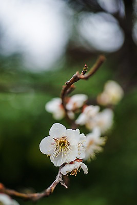 포토 JPG 주간 나무 식물 계절 꽃 봄꽃 자연 근접촬영 사람없음 야외 아웃포커스 봄풍경 봄 벚꽃 나뭇가지 국내포토 자연요소 뷰포인트 촬영기법 풍경 생태계 파일형식