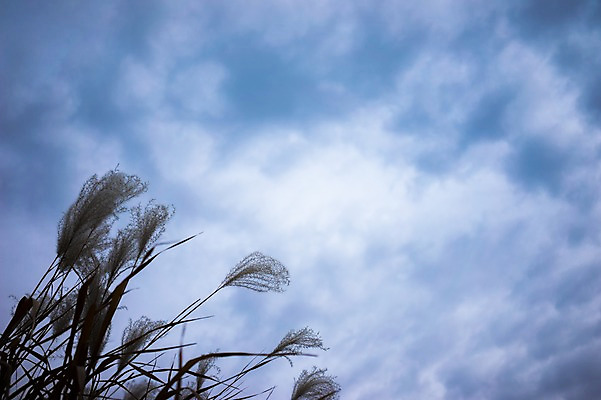 포토 JPG 주간 식물 구름 계절 자연 하늘 갈대 풍경 사람없음 야외 가을풍경 가을 국내포토 자연요소 생태계 파일형식 가을_계절
