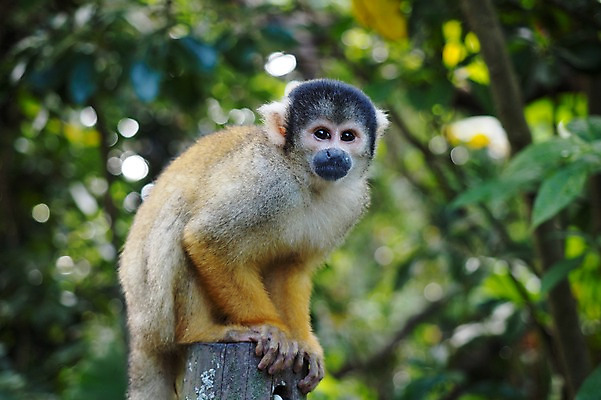 포토 JPG 주간 나무 식물 동물 한마리 야생동물 포유류 자연 앉기 사람없음 야외 아웃포커스 원숭이 국내포토 자연요소 1 모션 촬영기법 생태계 파일형식