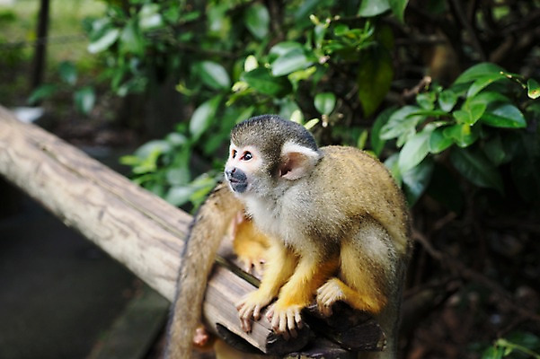 포토 JPG 주간 나무 식물 동물 한마리 야생동물 포유류 자연 나뭇잎 앉기 사람없음 야외 아웃포커스 원숭이 국내포토 자연요소 1 잎 모션 촬영기법 생태계 파일형식