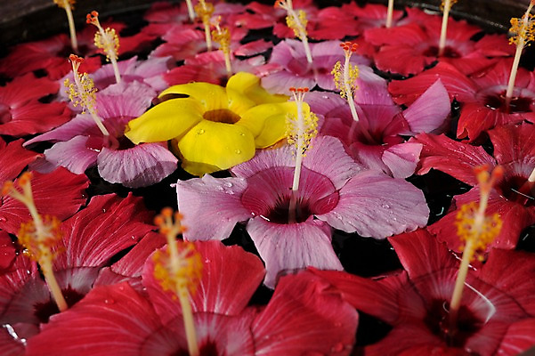 포토 JPG 식물 꽃 여러송이 백그라운드 근접촬영 사람없음 물 꽃술_꽃 국내포토 자연요소 뷰포인트 다수 파일형식