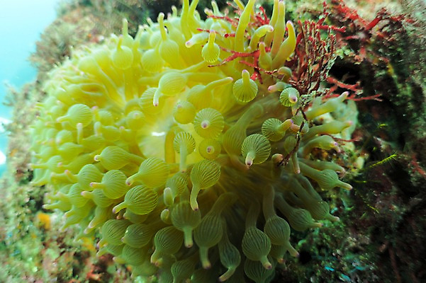 포토 JPG 동물 바다 자연 풍경 근접촬영 사람없음 수중 바다동물 산호 자포동물 수중사진 국내포토 뷰포인트 수중동물 생태계 파일형식