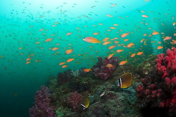 포토 JPG 동물 바다 다수 여러마리 자연 어류 풍경 사람없음 수중 바다동물 산호 열대어 수중사진 국내포토 수중동물 자포동물 생태계 파일형식