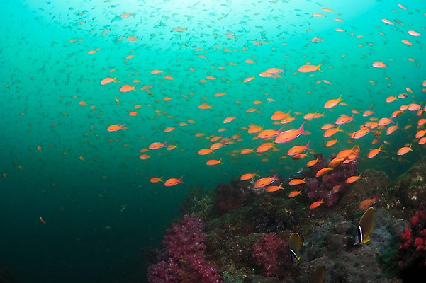 포토 JPG 동물 바다 다수 여러마리 자연 어류 풍경 사람없음 수중 바다동물 수중사진 국내포토 수중동물 생태계 파일형식