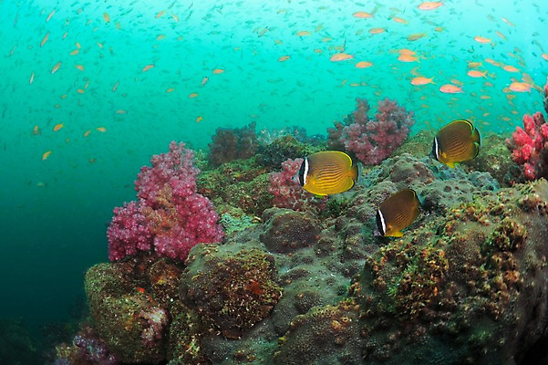 포토 JPG 동물 바다 다수 여러마리 자연 어류 풍경 사람없음 수중 바다동물 산호 열대어 수중사진 국내포토 수중동물 자포동물 생태계 파일형식