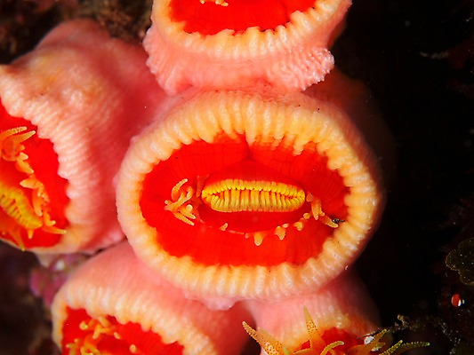 포토 JPG 동물 바다 자연 풍경 근접촬영 사람없음 수중 산호 자포동물 수중사진 국내포토 뷰포인트 수중동물 생태계 파일형식