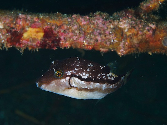포토 JPG 동물 한마리 바다 자연 어류 풍경 근접촬영 사람없음 수중 바다동물 수중사진 국내포토 1 뷰포인트 수중동물 생태계 파일형식