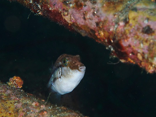 포토 JPG 동물 한마리 바다 자연 어류 풍경 근접촬영 사람없음 수중 바다동물 수중사진 국내포토 1 뷰포인트 수중동물 생태계 파일형식