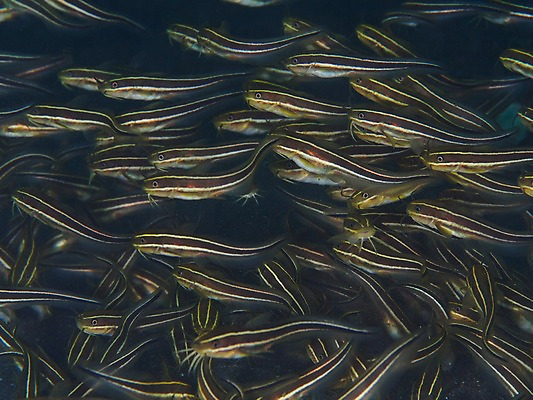 포토 JPG 동물 바다 여러마리 자연 어류 풍경 근접촬영 사람없음 수중 바다동물 수중사진 국내포토 뷰포인트 다수 수중동물 생태계 파일형식