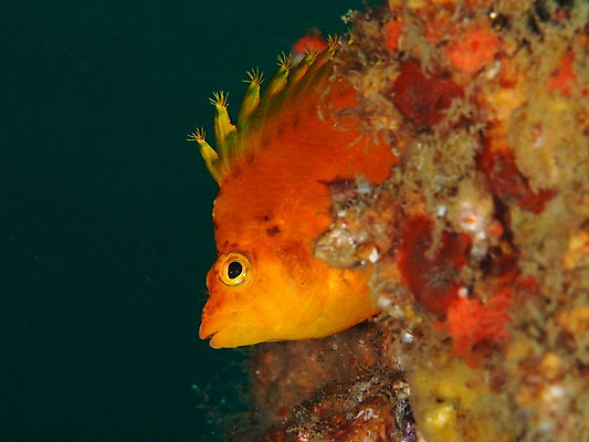 포토 JPG 동물 한마리 바다 자연 어류 풍경 근접촬영 사람없음 수중 바다동물 수중사진 국내포토 1 뷰포인트 수중동물 생태계 파일형식