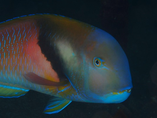 포토 JPG 동물 한마리 바다 자연 어류 풍경 근접촬영 사람없음 수중 바다동물 수중사진 국내포토 1 뷰포인트 수중동물 생태계 파일형식