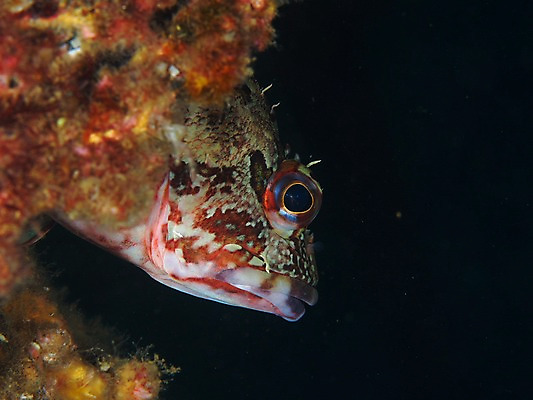 포토 JPG 동물 한마리 바다 자연 어류 풍경 근접촬영 사람없음 수중 바다동물 수중사진 국내포토 1 뷰포인트 수중동물 생태계 파일형식