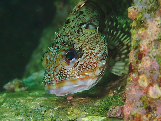 포토 JPG 동물 한마리 바다 자연 어류 풍경 근접촬영 사람없음 수중 바다동물 수중사진 국내포토 1 뷰포인트 수중동물 생태계 파일형식