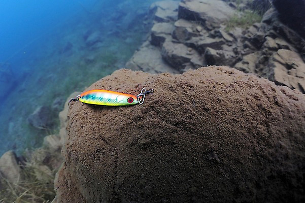 포토 JPG 동물 한마리 바다 여러마리 자연 어류 풍경 사람없음 수중 바다동물 돌_바위 바위 낚싯바늘 낚시찌 수중사진 국내포토 1 다수 수중동물 낚시용품 생태계 파일형식